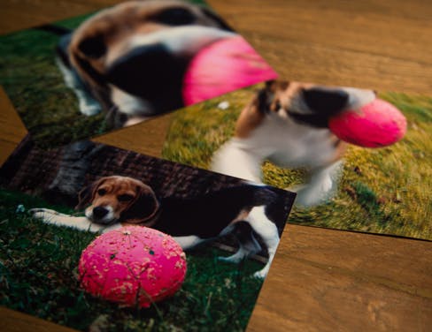 Printed photographs of a cute Beagle dog with his pink ball on a woody desk.