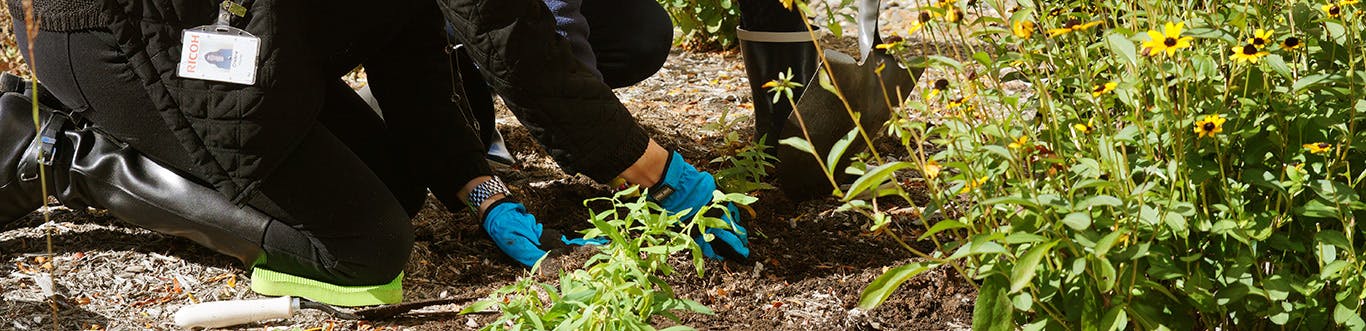 Photo of Ricoh employees planting a plant in a garden.