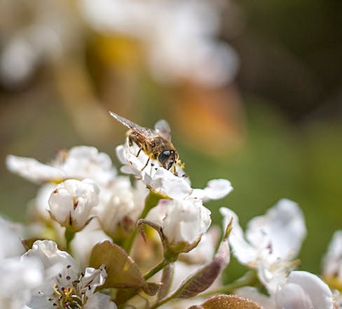 Photo of a bee resting on a white flower.