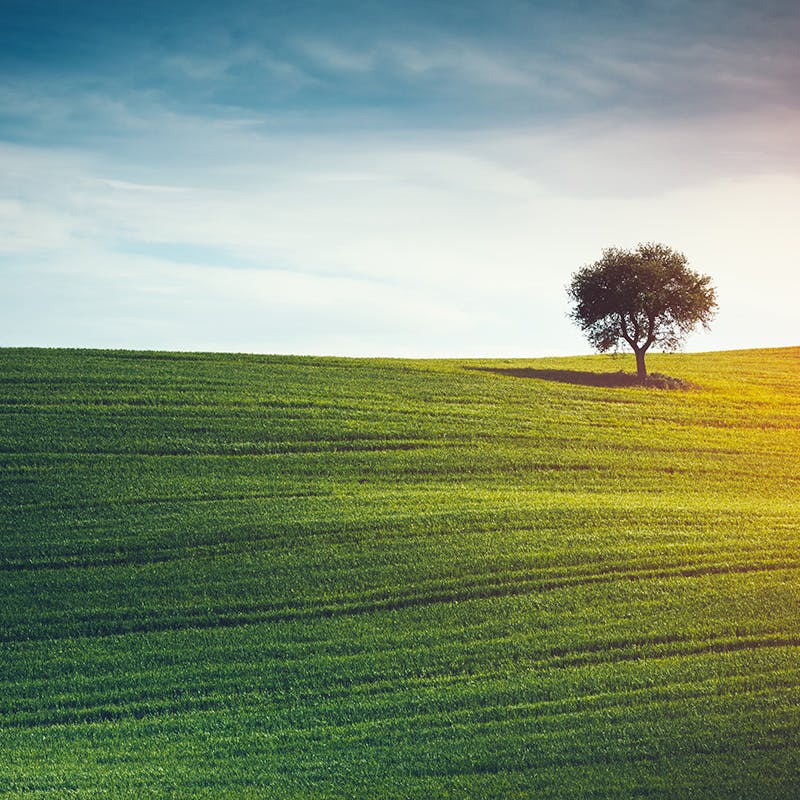 A single tree in the middle of a green field
