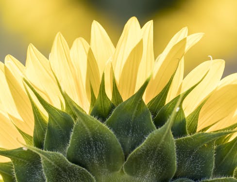 Close up image of a sunflower