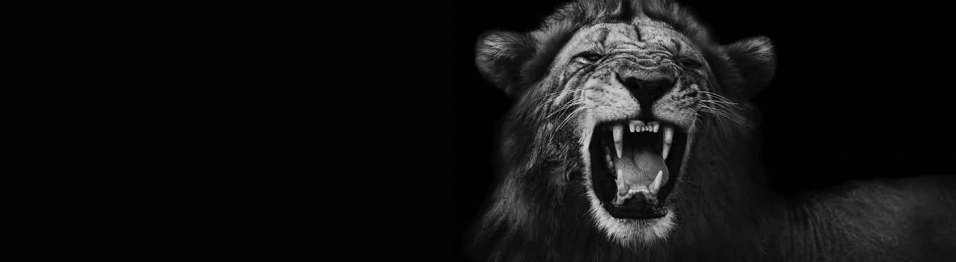 Black and white photo of lion.