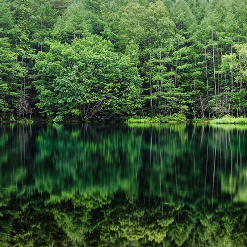 Lake surrounded by lush greenery 