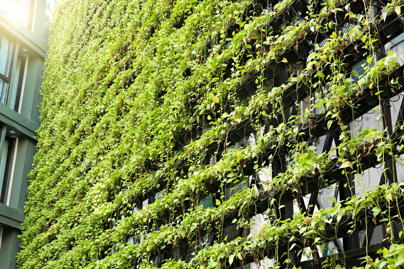 Wall of a building covered with plants