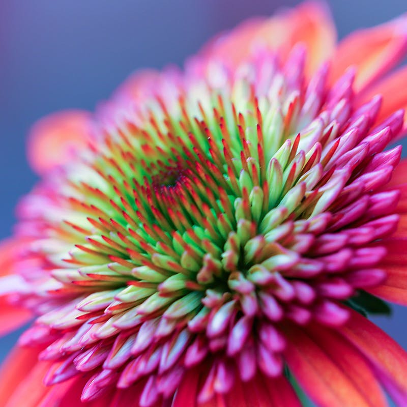 closeup of colorful flower