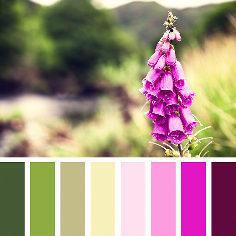 Color palette of a bright pink flower in a lush green field. Called out are pin and green hues.