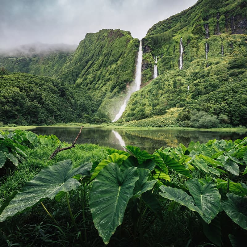 Contribute to a greener planet