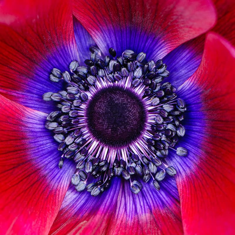 Flower background