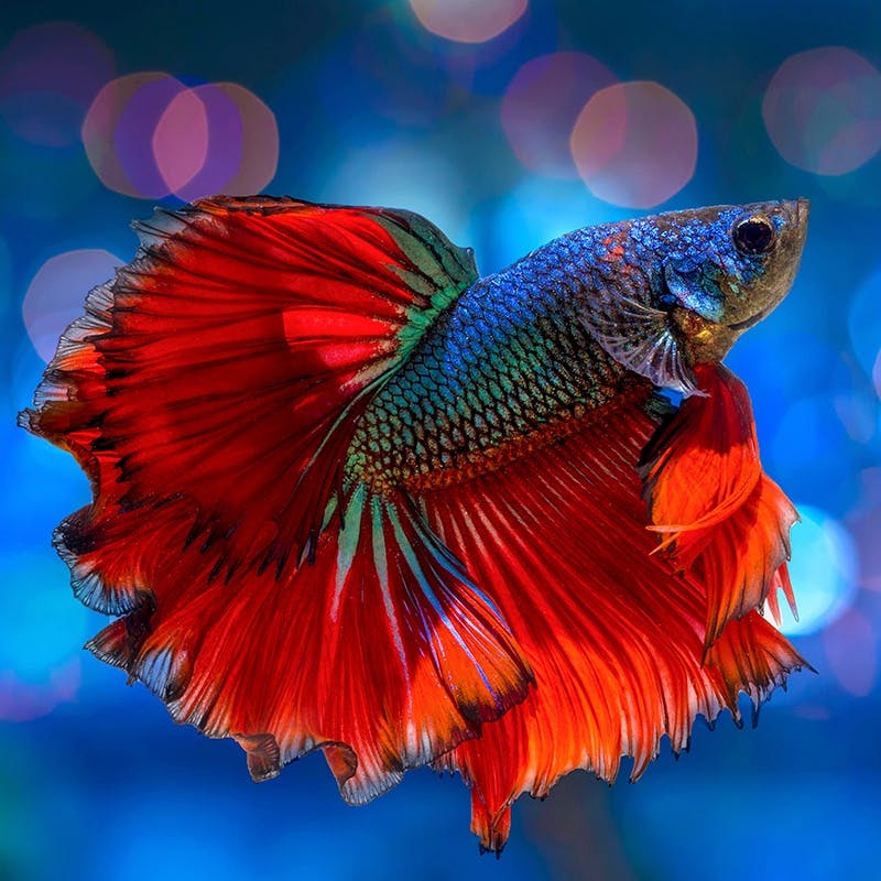 Colorful bright fish