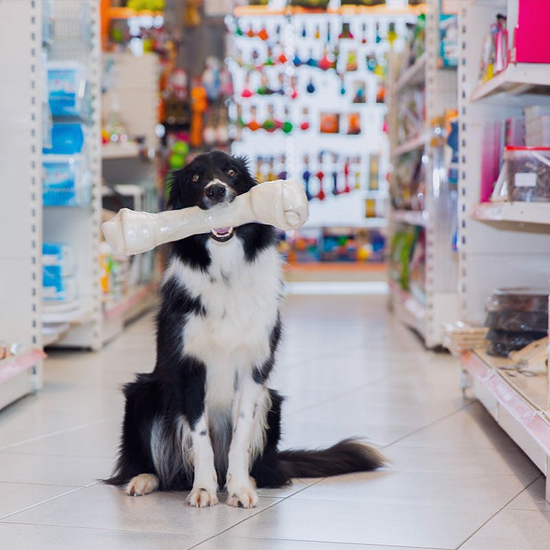 Large dog holding a large bone in his mouth while sitting at a pets store aisle 